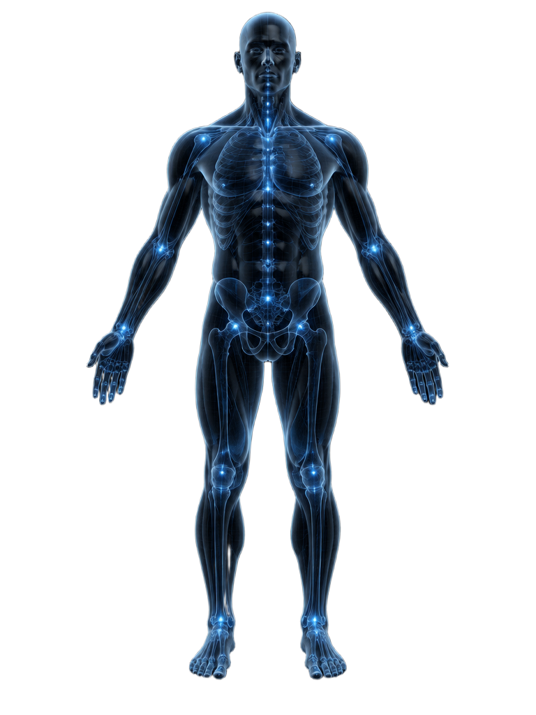 Three dimensional human body schematic
